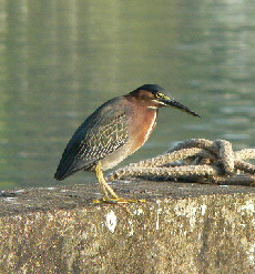 Green Backed Heron